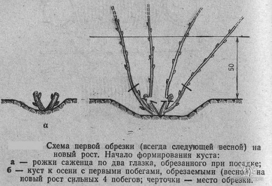 Обрезка спиреи серой после цветения схема